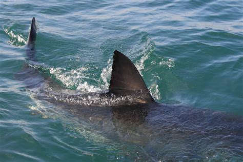 Dorsal fin .